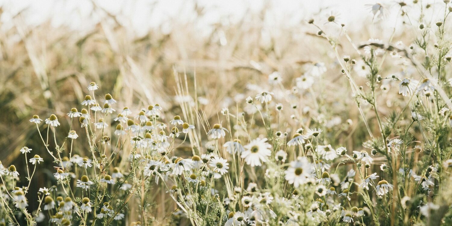 fleurs sauvages 01 (c) Annie Spratt